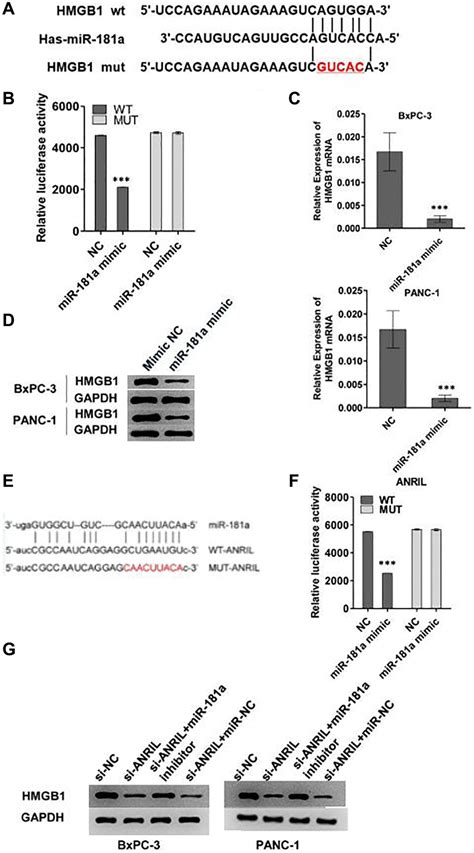 Lncrna Anril Aggravates The Chemoresistance Of Pancreatic Cancer Cells