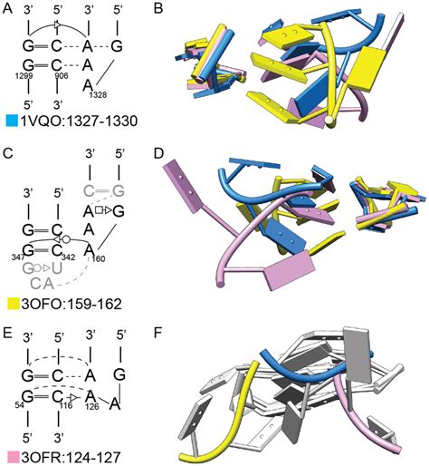 Three Distinct Three Dimensional Structures Formed By A Gaaa Tetraloop