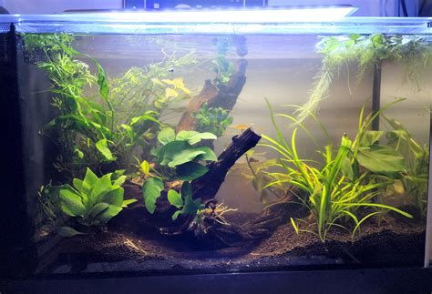 18 55 Gallon Planted Tank Gurcharnjitissa