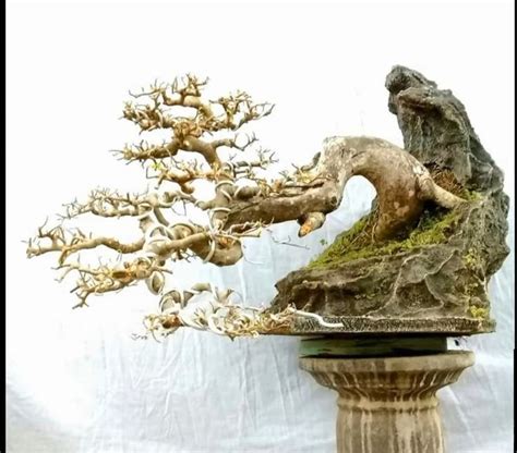 Ghim của NO 8 Hank trên A plus Cây kiểng bonsai Mỹ thuật Nghệ thuật