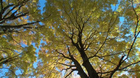 Canada Maple Trees Videos and HD Footage - Getty Images