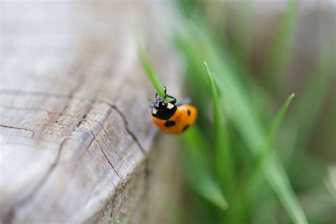 2560x1440 Wallpaper Orange And Black Bees On Leaf Peakpx