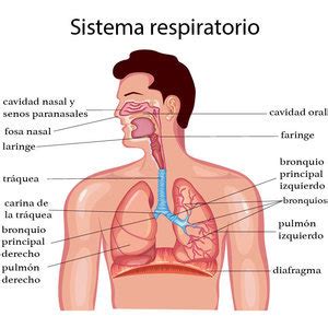 Mapa Sistema Respirat Rio