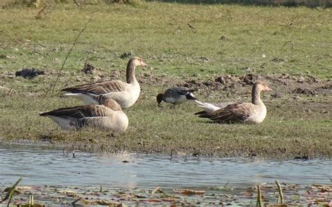 Greylag Geese Birds Water Free Photo On Pixabay Pixabay