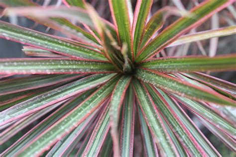 Dracaena Marginata Red