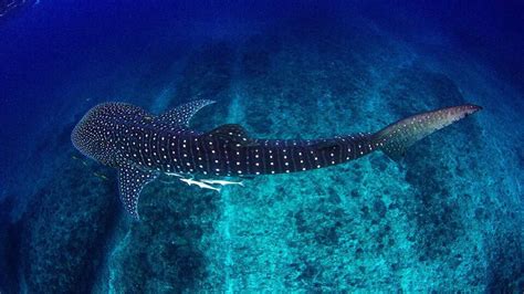 Swim With Whale Sharks On The Mayan Riviera When And How To Go