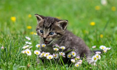 Kedi ve Köpekler İçin Zararlı Bitkiler VetArt