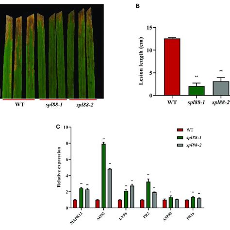 Phenotypic Analysis Of The Wild Type And Mutant Plants A Phenotype