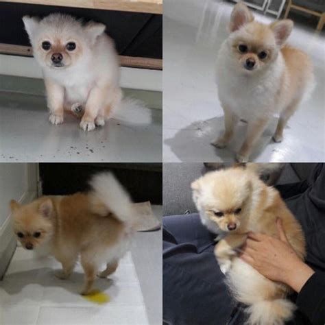 Pomeranian Puppy Uglies Before And After Great Beauty Diary Picture