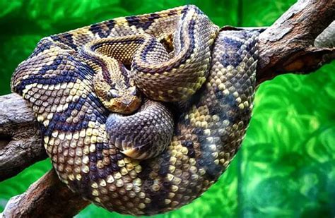 Rattlesnake - Description, Habitat, Image, Diet, and Interesting Facts