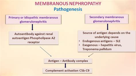 Pathogenesis Glomerulonephritis