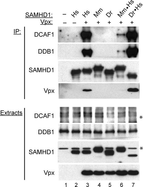 Vpx Recruits Samhd1 To The Dcaf1 Ddb1 Complex Via The Samhd1 C Terminal Download Scientific