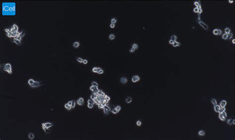 兔原代NK细胞 原代细胞 STR细胞 细胞培养基 镜像绮点生物