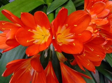 Plantfiles Pictures Clivia Species Bush Lily Fire Lily Natal Lily