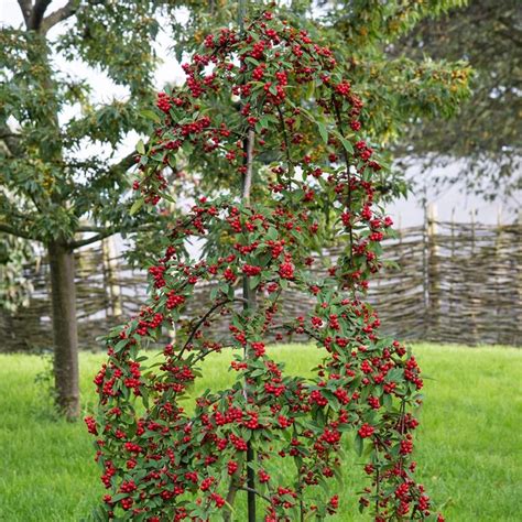 Cotoneaster Hybridus Pendulus Cotoneaster Garden Planning Plants