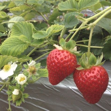 Pin von sabert auf ୧ in 2024 Erdbeeren Sommer