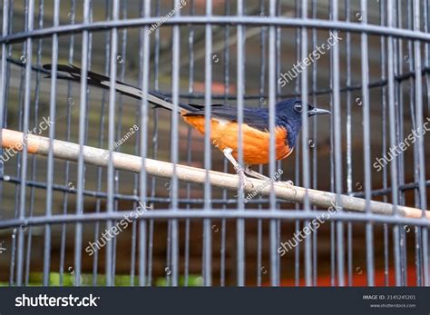 magpie cage indonesia  kucica hutan stock photo