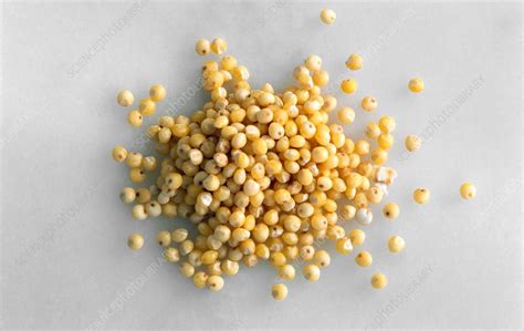 Millet seeds - Stock Image - C014/1125 - Science Photo Library