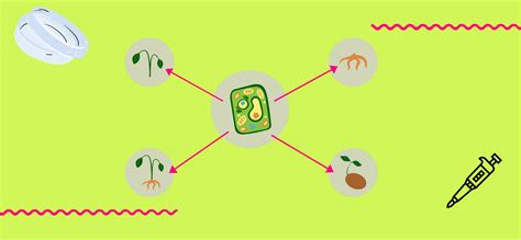 Guide To Plant Dna Extraction Goldbio