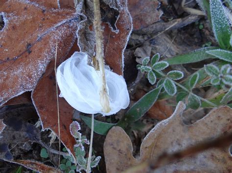 Nature Ramblers: Frost flowers at the State Botanical Garden of Georgia