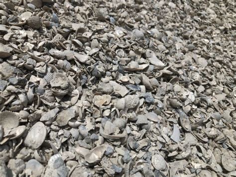 Seashells For Landscaping Delivery In North And South Carolina