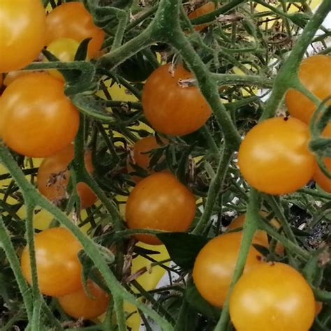 Tomato Snow White Cherry Seeds Opige S Organic Farm Northern Uganda