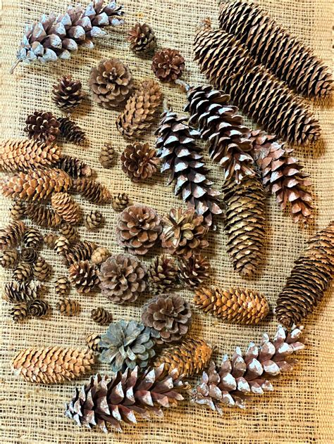 Pine Cone Blend 40 Cones Pinecone Assortment Natural Etsy