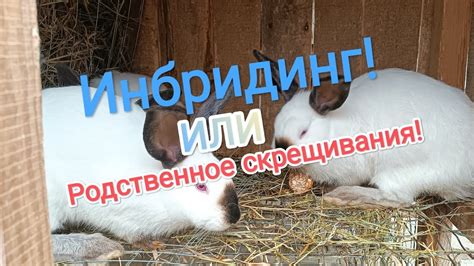 Инбридинг/ Родственные скрещивания в кролиководстве. - YouTube