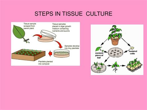 Ppt Welcome Plant Tissue Culture Powerpoint Presentation Free Download Id 4001903