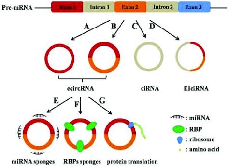 Categories And Biological Functions Of Circrnas Circrnas Are Divided