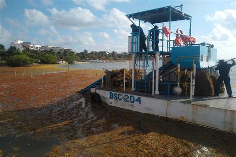 Semar Recolecta M S De Mil Toneladas De Sargazo En Altamar Y Playas