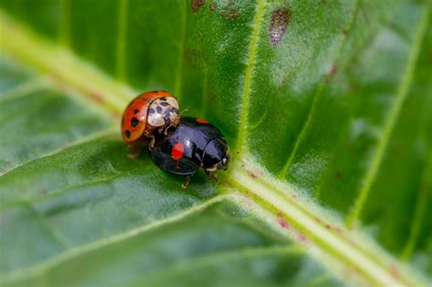 テントウムシ科 虫の写真と生態なら昆虫写真図鑑ムシミル