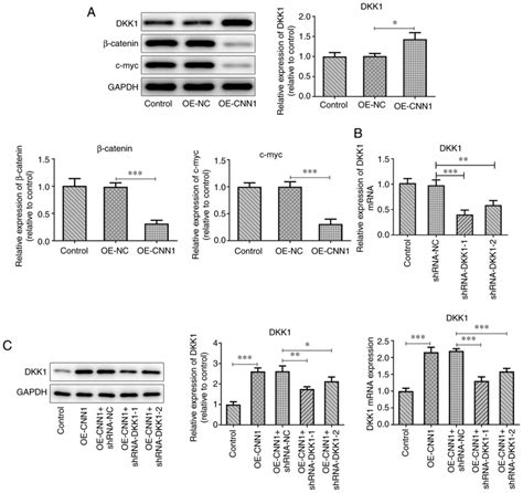 Cnn Regulates The Dkk Wnt Catenin Cmyc Signaling Pathway By