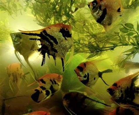 Planted Angelfish Tank By Morningstarskid On Deviantart