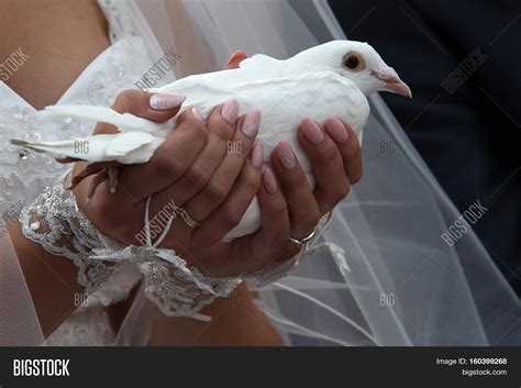 Wedding Dove / Wedding Image & Photo (Free Trial) | Bigstock