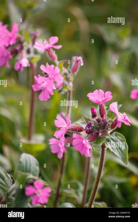 Red Campion Silene Dioica Wild Flower In Field Stock Photo Alamy