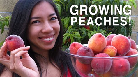 How To Grow Peaches Harvesting Youtube