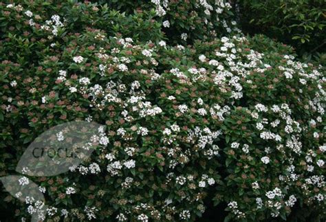 Viburnum Tinus Eve Price Plants For Shady Areas Part Shade Plants