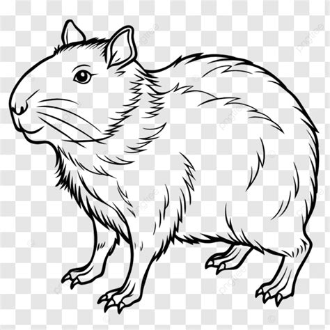 Minimalist Capybara Outline Drawing Capybara Line Art Animal Line