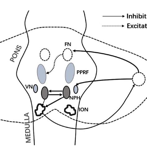 Figure Connections Between The Nph And Vestibular Brainstem Cerebellar Download Scientific