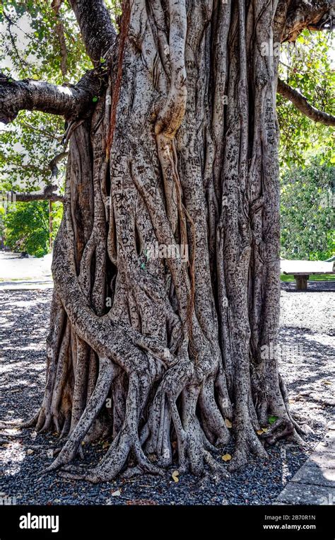 Banyan Tree In Lahaina Banyan Court Park Maui Hawaii Stock Photo Alamy