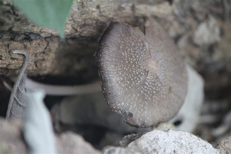 Coprinellus Sect Domestici From Centro Zona Centro Cadereyta De