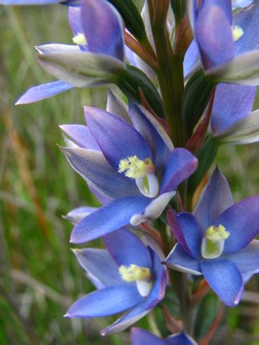 Naked Sun Orchid Thelymitra Circumsepta Inaturalist