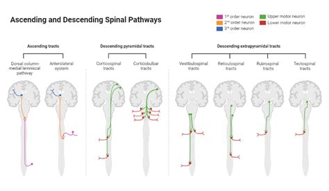 Ascending And Descending Spinal Pathways BioRender Science Templates