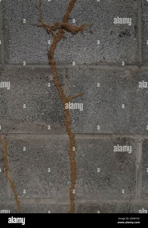 Termite Mud Tubes On A Concrete Wall Stock Photo Alamy