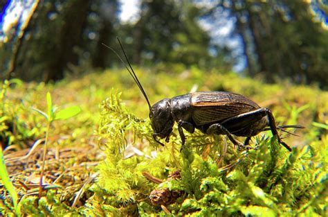 Field Cricket Gryllus Campestris Photograph By Andres Morya Hinojosa