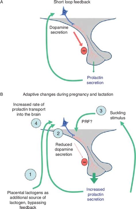 Figure From The Hypothalamo Prolactin Axis Semantic Scholar