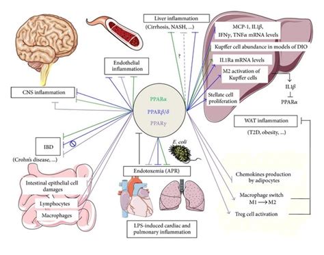 Representative Illustration Of Ppar Main Targets In Inflammatory