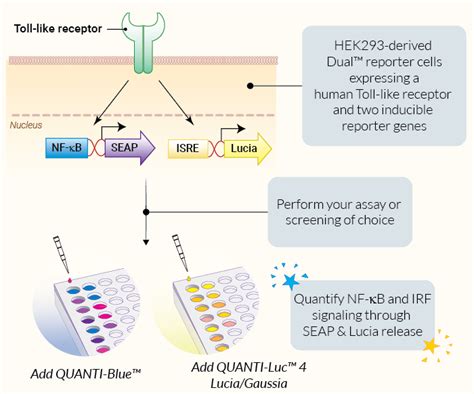 Human Tlr Nf B And Irf Hek Reporter Cells Invivogen