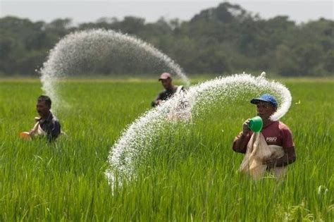 Kegunaan Pupuk Mutiara Untuk Tanaman Padi Dan Dosis Pemberian Yang Tepat